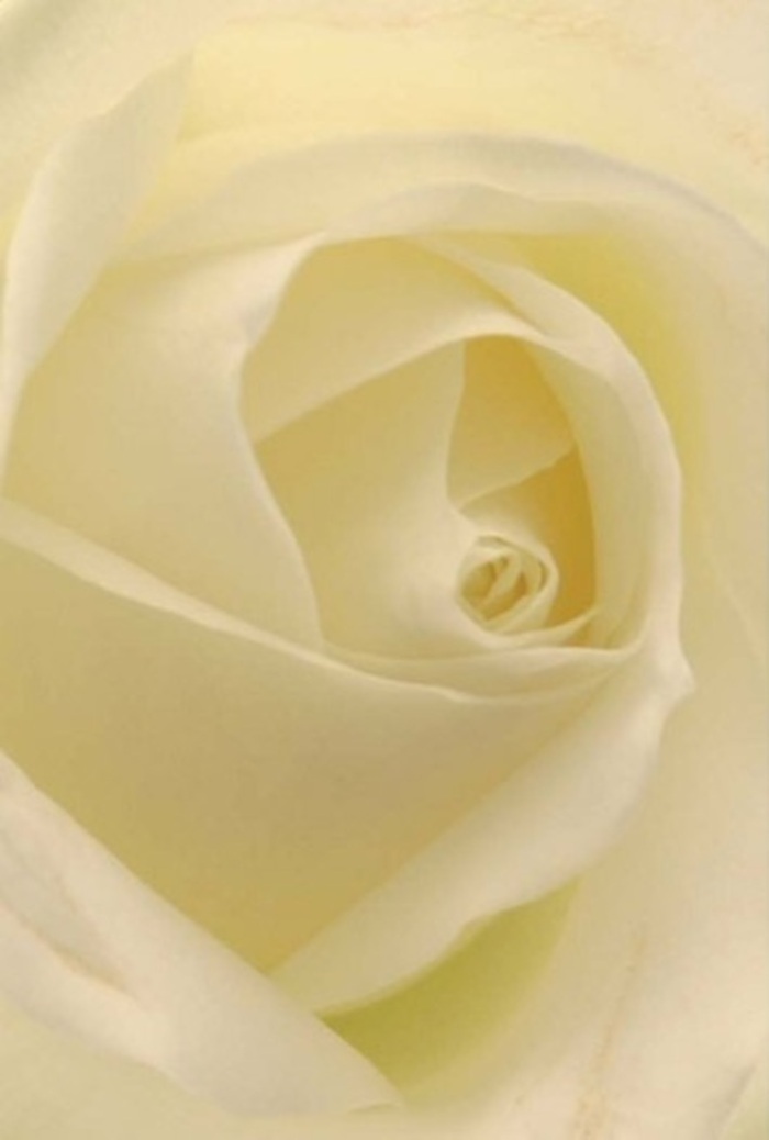 Viewed closely, this white rose reveals a poetic interplay of softness and structure, embodying both tranquility and sophistication much like the elegant streets of Edgware. Layers of petals spiral inwards with remarkable precision, their hues melting from crisp white to creamy undertones as daylight mingles with shadow across each fold. The effect is luminous-petals glowing as though kissed by the gentle light filtering through Edgware's tree-lined avenues. As any local florist will tell you, this type of bloom stands as the perfect messenger for life's heartfelt moments: a sincere apology, an anniversary celebrated quietly, or an altar piece gracing a wedding at nearby synagogues and venues. The core of the rose, nearly flawless in its spiral, speaks of purity and a quiet strength, carried by the subtle play of colour and depth. There's an unspoken fragrance that seems to linger-a freshness evocative of a spring morning walk along Deansbrook. The arrangement's clean silhouette and nuanced details showcase the artistry of Edgware's floral tradition, ensuring each bouquet is not only visually captivating but deeply meaningful for every occasion.